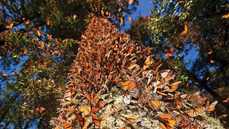 Llegó la primera Mariposa Monarca con transmisor satelital a Michoacán: Sectur 