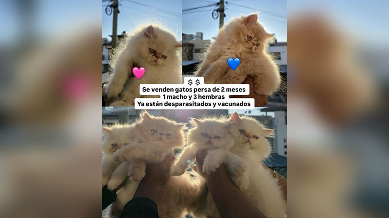 Animalistas llaman al Fiscal a revisar a personal de la FGE de Michoacán que comercializa animales en plataformas digitales 