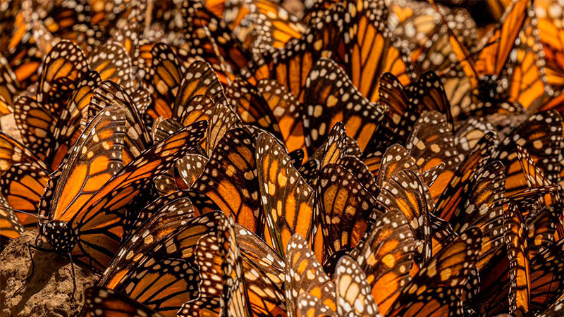  Fortalece Sectur calidad de servicios en santuarios de la Mariposa Monarca 