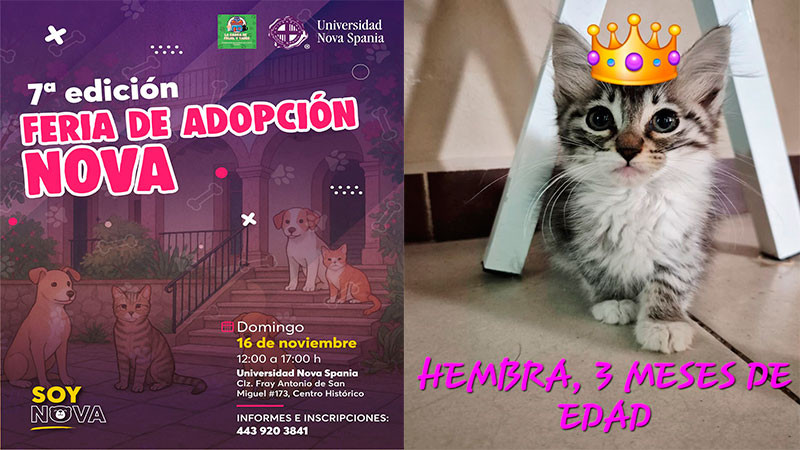 Séptima feria de adopción de la Casita de Frijol: una docena de michis buscan a su Karen o karencio 