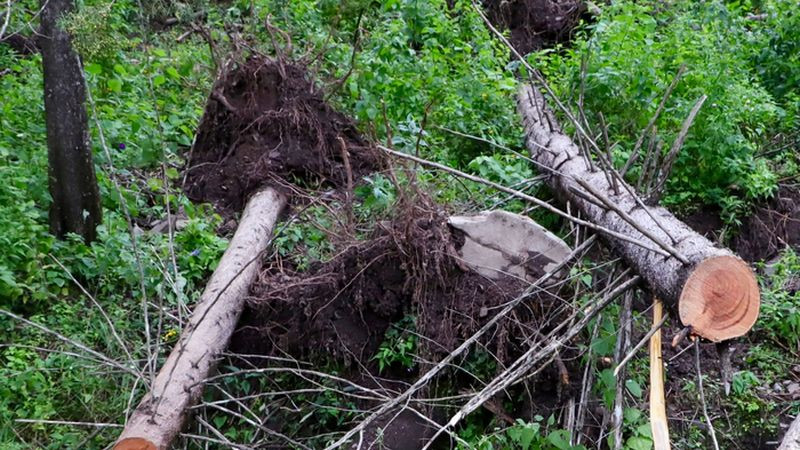 Detectan tala ilegal en la Sierra Gorda de Querétaro 
