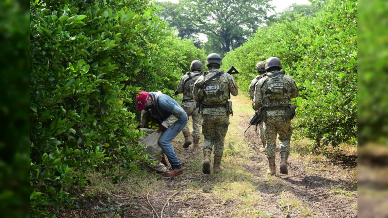 Tierra Caliente de Michoacán, cercada: Ejército patrulla huertas de limón ante ola de extorsiones 