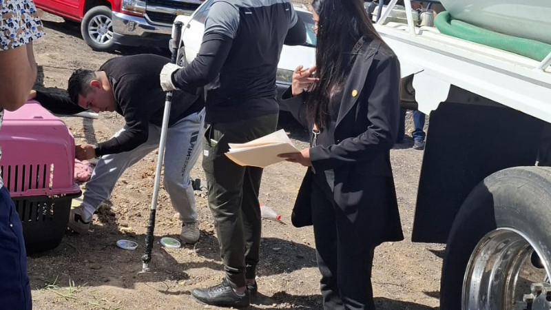 FGE rescata a canino en condiciones de abandono y maltrato en Tarímbaro; investigan a responsables 