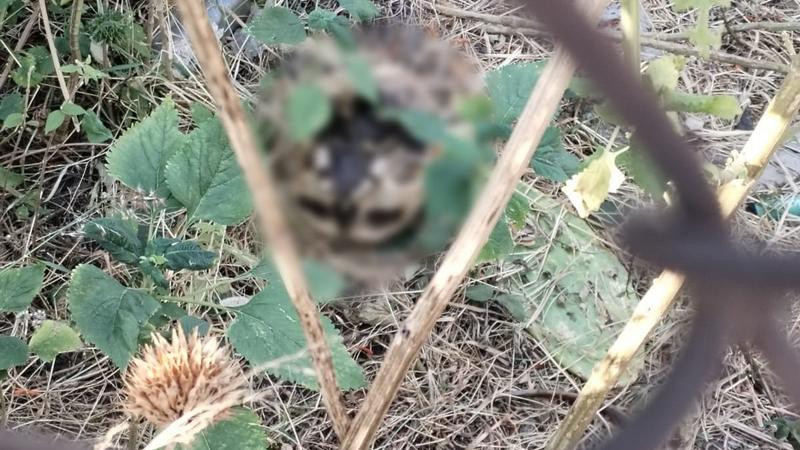 Hallan restos humanos en lote baldío de Morelia; perros jugaban con ellos cuando vecinos se percataron