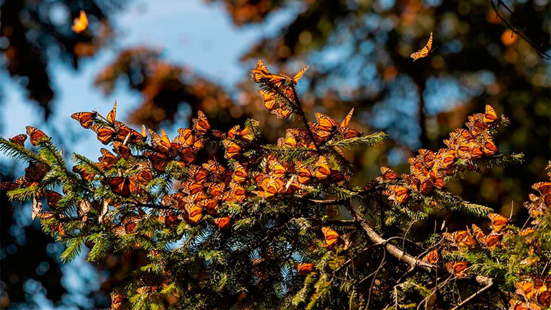 Reportan mayor flujo de mariposa Monarca en rutas de llegada a Michoacán 