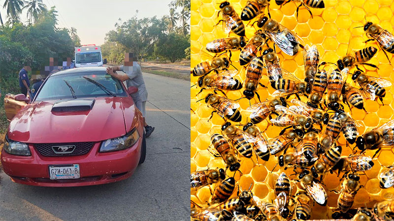 Fallece mujer al ser atacada por abejas en la localidad de Playa Azul en Lázaro Cárdenas, Michoacán  