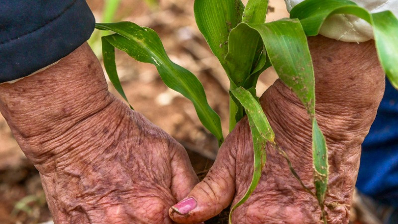 Entra Querétaro al esquema para apoyo del maíz 