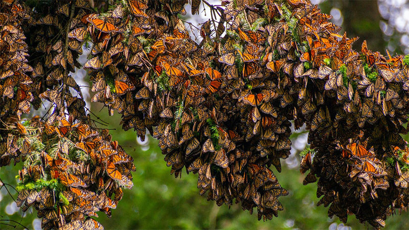 Michoacán, listo para recibir al turismo en la Monarca, afirma gobernador 