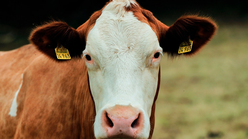 Afirma Brooke Rollins que todavía no se realizará la reapertura de la frontera mexicana para la importación de ganado 