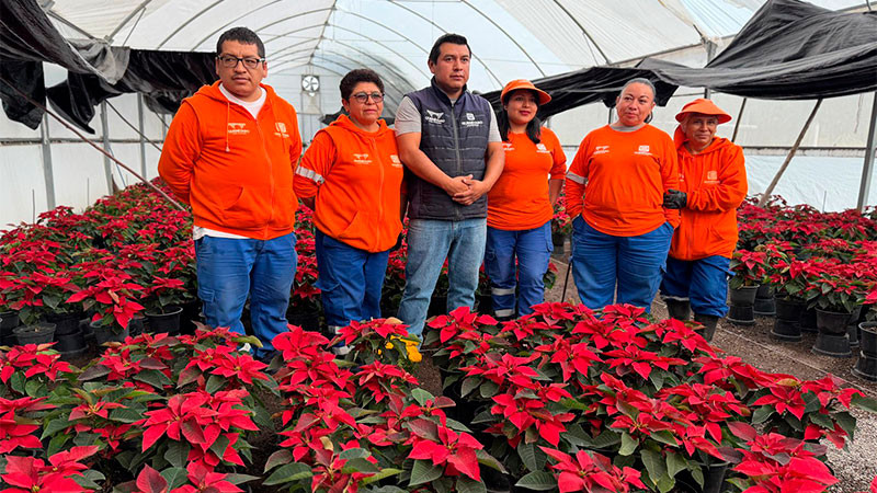Plantarán 10 mil nochebuenas en el municipio de Querétaro 