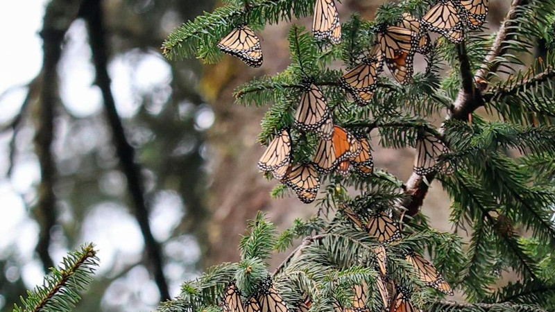 Santuarios de la Mariposa Monarca, de los imperdibles en Michoacán 