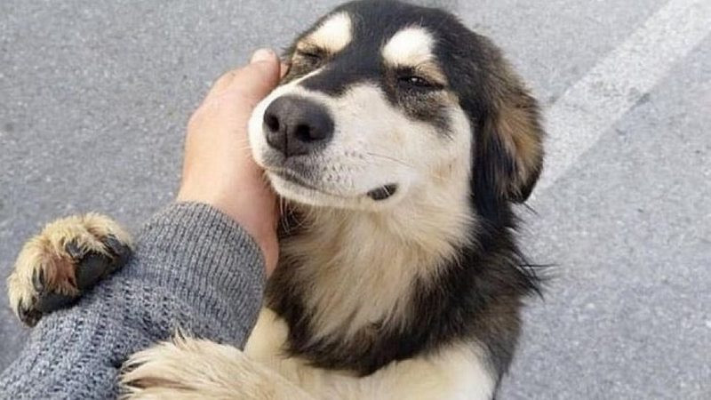 Colectivos animalistas aplauden endurecimiento de sanciones penales contra la crueldad animal 