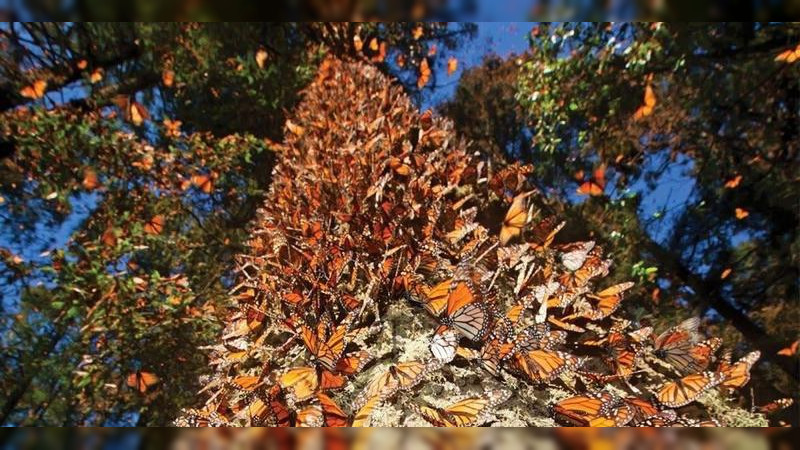 Turismo responsable, motor económico para comunidades guardianas de la Monarca 