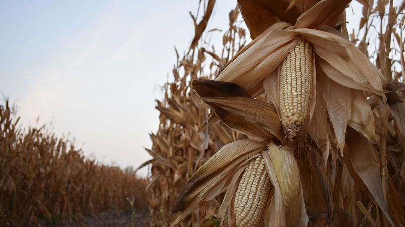  Campesinos de Sinaloa responden a Minsa por costo del maíz 