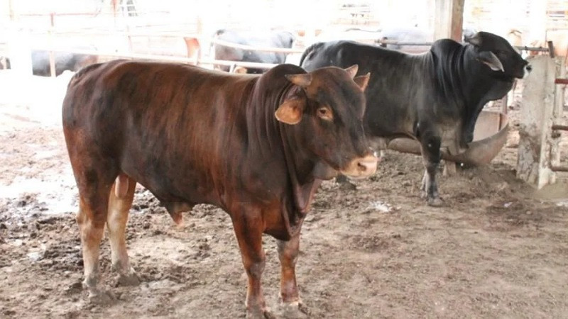 Banda criminal roba cien toros de engorda de un rancho en Aguascalientes y huye rumbo a Jalisco 