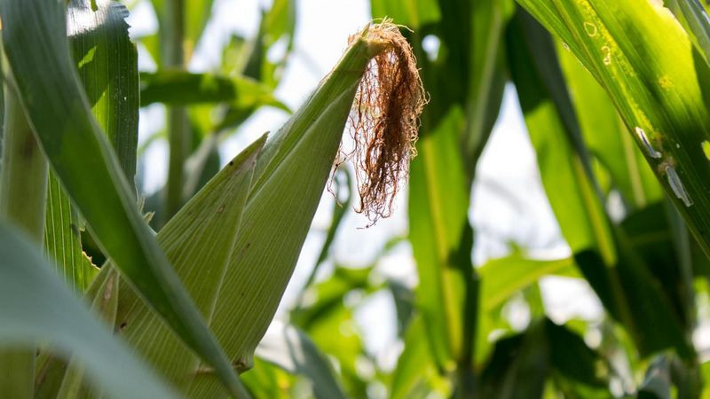 Productores y escuelas rurales reciben apoyo de maíz con alto contenido proteico: Sader 