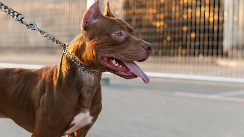 Jauría de perros pitbull atacan a mujer en alcaldía Tláhuac de la CDMX; está grave 