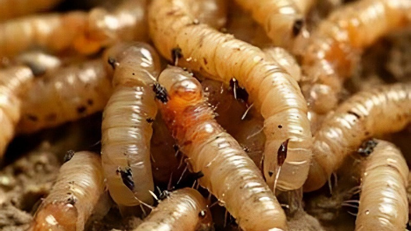 Suman 92 casos de contagios de miasis en humanos por gusano barrenador 