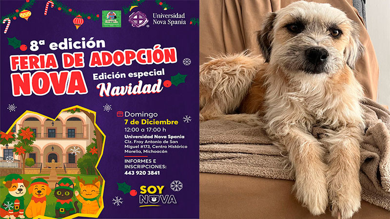 Feria navideña de adopción en Morelia: 20 lomitos y michis buscan familia para cerrar el 2025 