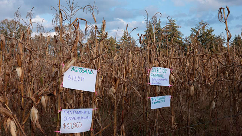 Programas federales beneficiarán al campo michoacano en 2026: Sader 