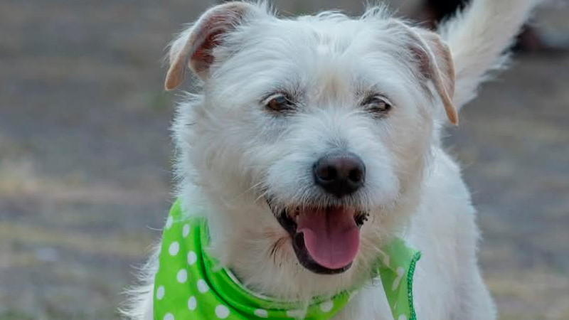 Este domingo, rescatistas independientes ofrecerán feria de adopción y servicios veterinarios accesibles 