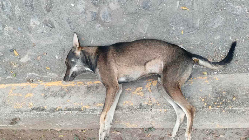 Apatzingán y Nueva Italia registran nuevo envenenamiento; colectivos demandan justicia y cárcel para agresores