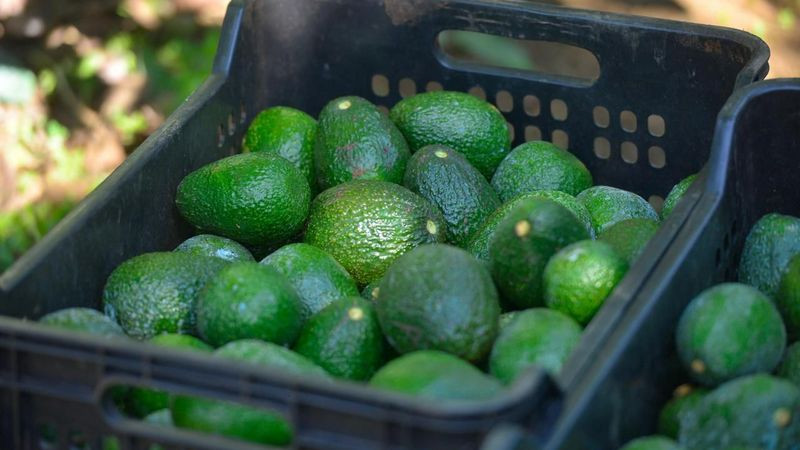 Costco EUA se suma a la venta de aguacate libre de deforestación: Secma 