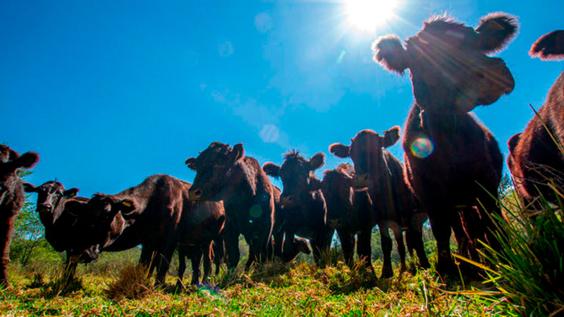 Productores advierten por alza en precio de la carne en 2026; señalan al gusano barrenador y aranceles 
