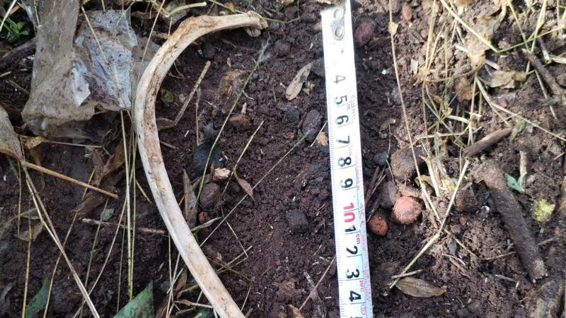 Localizan restos humanos en la Barranca de Cochero de San Juan del Río, Querétaro
