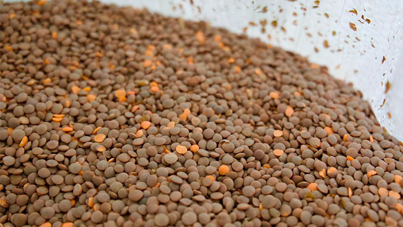 ​​​​​​Lenteja michoacana se venderá en 25 mil tiendas del Bienestar en todo el país: Sader 
