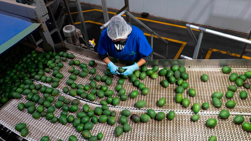 Libre de deforestación el 90% del aguacate de exportación: Secma 