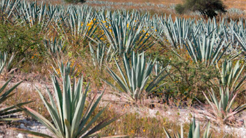 Denuncia la compañía Cuervo al alcalde de Tequila por presunta extorsión 