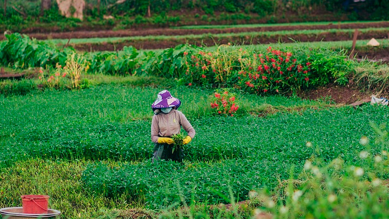 CNA alerta por abandono del 20% del campo; señala inseguridad y migración 
