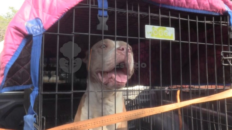 Rescatan a cuatro caninos tras abandono en el municipio de Zapopan, Jalisco 