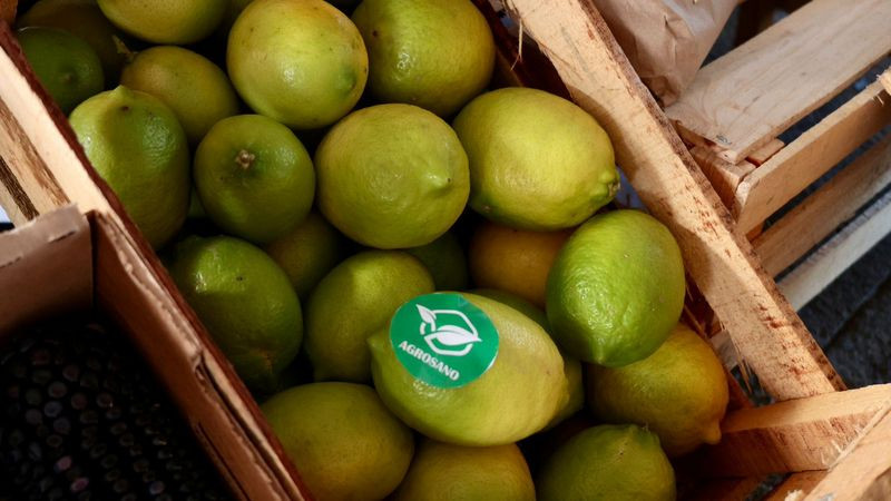 Plan Michoacán destina 720 mdp para apoyo a productores de cítricos en Tierra Caliente: Sader 