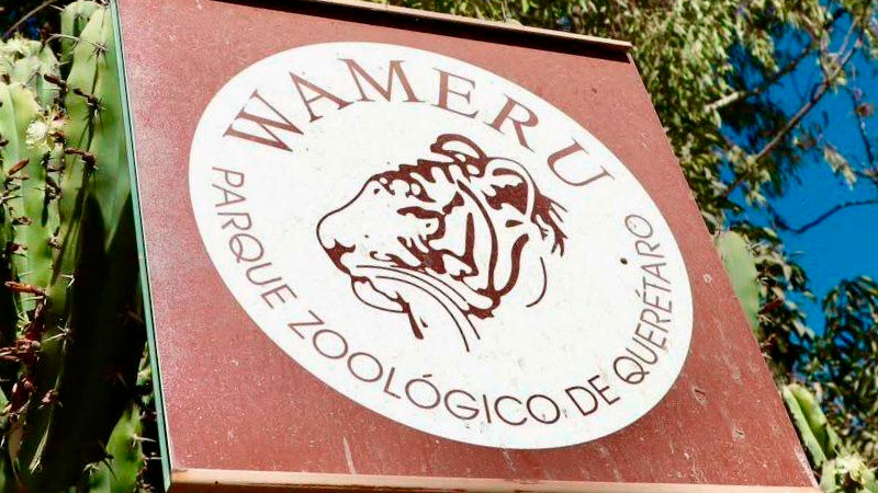 Diputada Andrea Tovar insta a autoridades a revisar condiciones de ejemplares en Zoológico Wamerú en Querétaro 