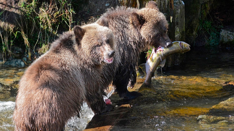 Osos adaptan su dieta a los cambios climáticos globales, apunta estudio 