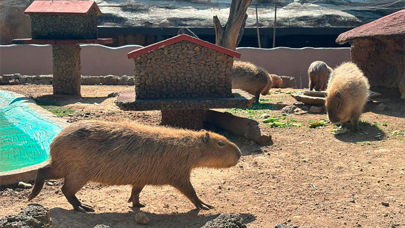 Zoológico de Morelia prevé superar el millón de visitantes en 2025 