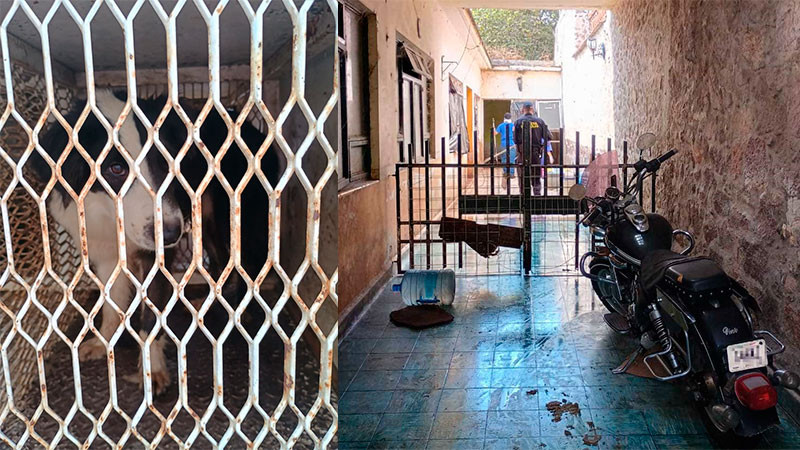 Asegura la FGE de Michoacán 60 caninos víctimas de maltrato animal en inmueble del Centro de Morelia  