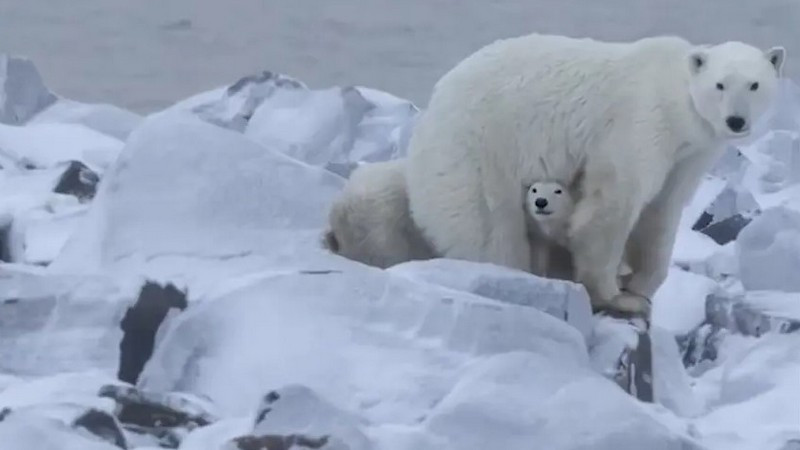Ternura en el Ártico: madre osa adopta una cría en el norte de Canadá en suceso inédito 