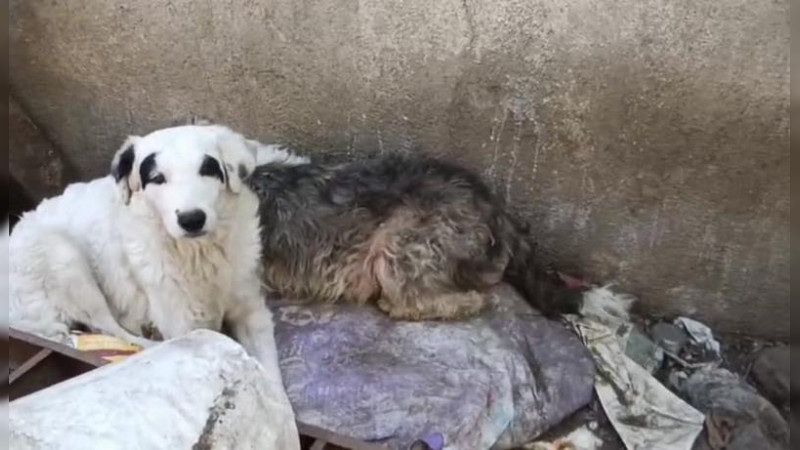 Directora del IMPA exige a FGE respeto a la labor institucional 