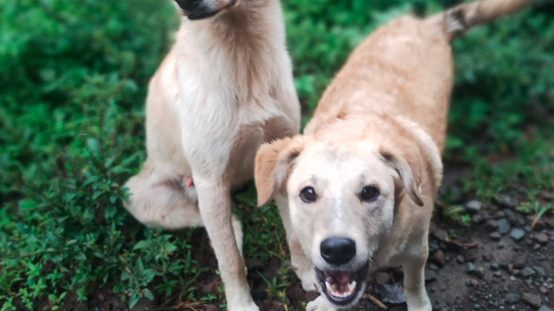 Lanza UARUPA campaña social “Perro de nadie es de todos”, convoca a la corresponsabilidad ciudadana 