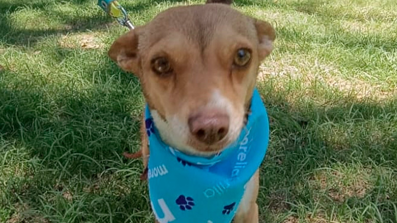 IMPA Lanza la Campaña "Mantas de Amor para Patitas Frías" busca Proteger a Lomitos del Invierno 