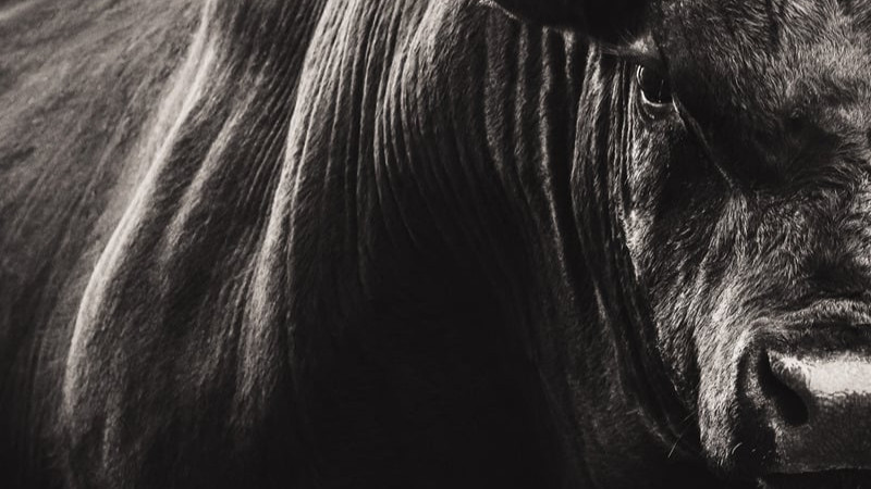 Confirman 54 nuevos casos de gusano barrenador en Yucatán; la cifra total asciende a 1,307 