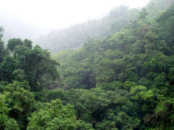 Los bosques tropicales, generadores de empleo y beneficios ambientales para millones de personas en el mundo 