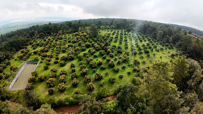 Michoacán eleva la protección ambiental a rango constitucional: Secma 