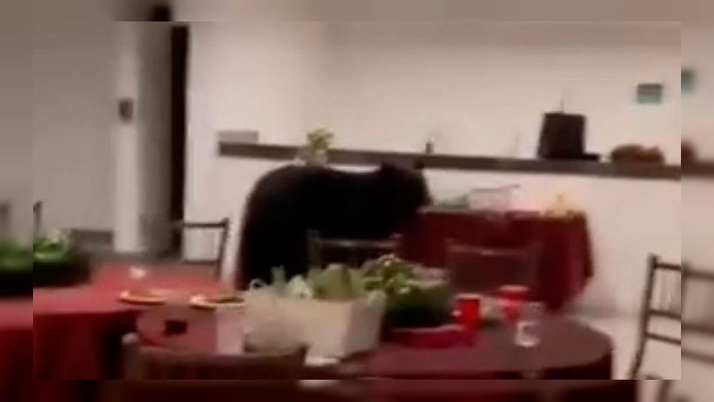 Entra oso negro a posada navideña y se come parte del postre en Monterrey, Nuevo León 