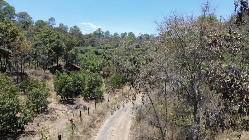 Invasión de predios: dominio criminal que impide a propietarios acceder a bosques en la región de Zinapécuaro 