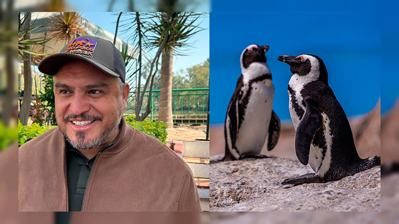 En 2026, podrían llegar pingüinos al Zoo de Morelia, adelanta director del parque 