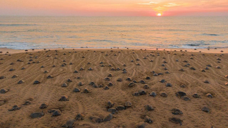  Descubre el santuario de las tortugas marinas en la Costa Michoacana y sé testigo de su nacimiento 